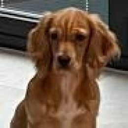 Dogs Policy April 2026 Dogs Policy April 2026